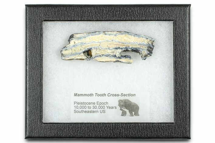 Mammoth Molar Slice With Case - South Carolina #377763